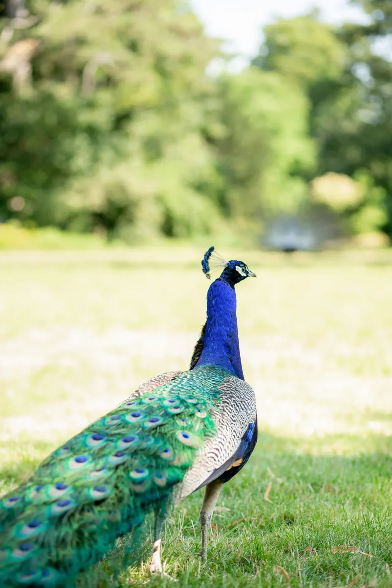 photographe-parc-jardin-bagatelle-paris-agnes-colombo-9