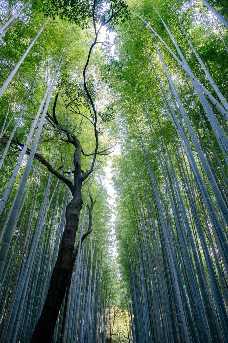 voyage-japon-ado-kyoto-agnes-colombo-5