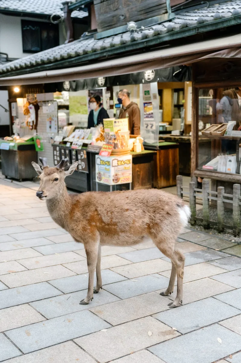 voyage-japon-ado-nara-agnes-colombo-7