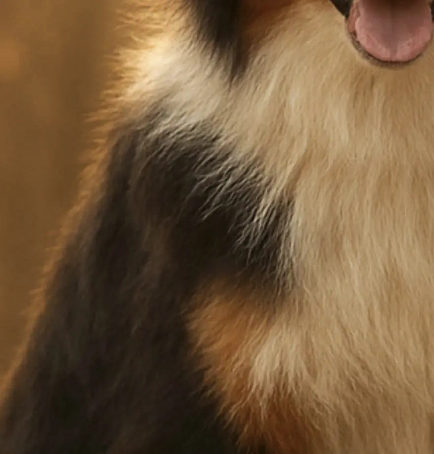 L’intelligence artificielle : amie ou ennemie du photographe