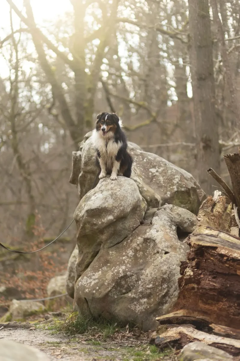photographie chien foret brute