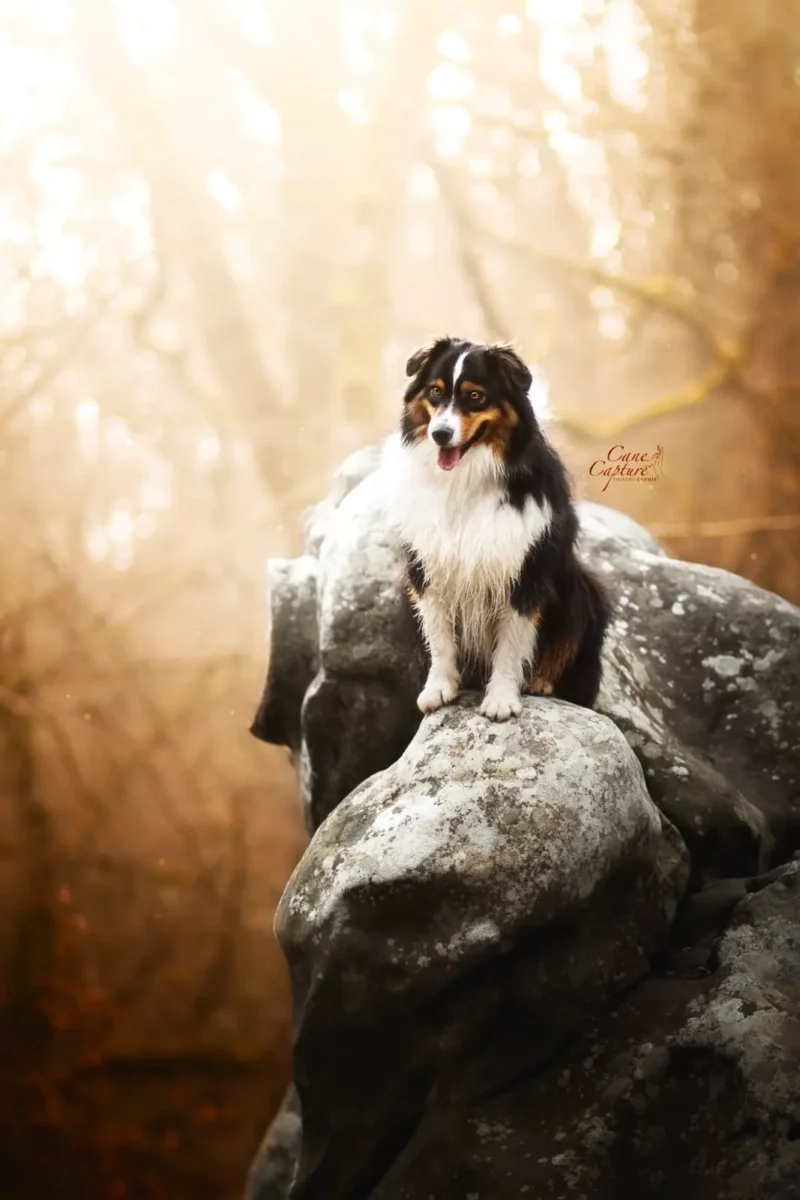 Retouche photo intelligence artificielle